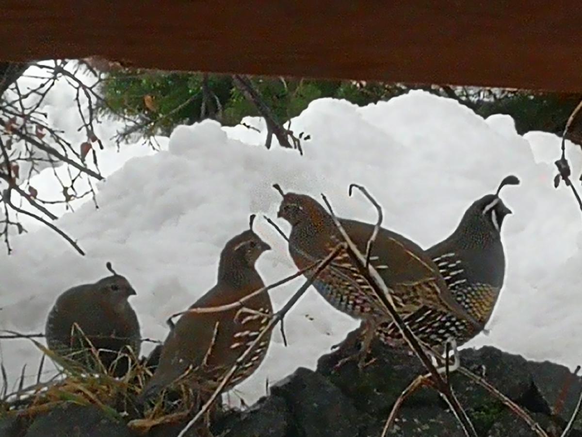 Hosteria Sudbruck San Carlos de Bariloche Esterno foto